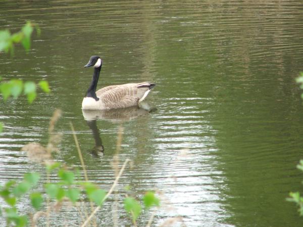 Canadian Goose? on one of the smaller ponds