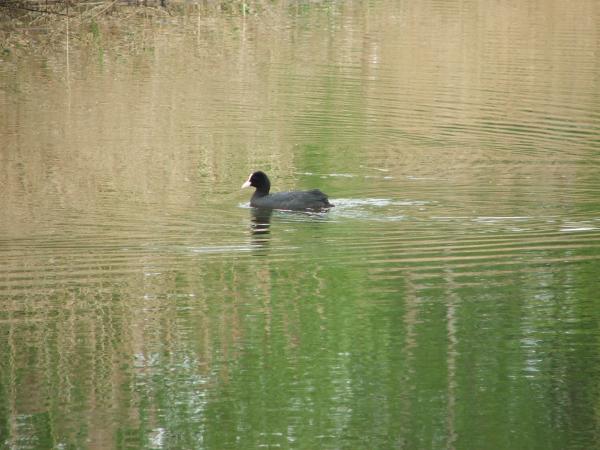 Never can remember which is the Coot and which the Moorhen LOL - but this is Daddy Bear warning...