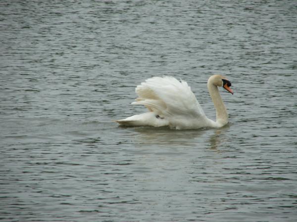 Swan again