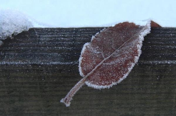 Little Lonely Leaf