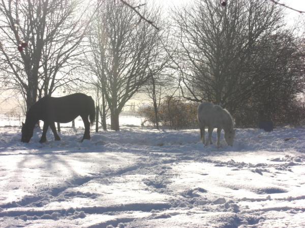 And the horses...