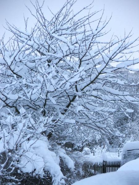 Snow tree