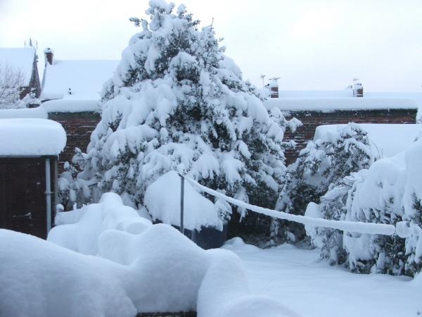 Holly tree masquerading as a Xmas Tree :)