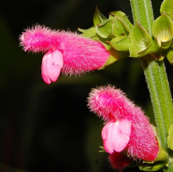 Salvia oxyphora