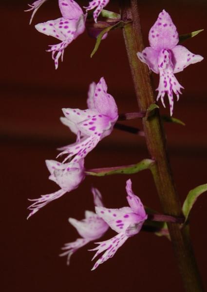 Stenoglottis longifoliaSouth African terrestrial orchid.