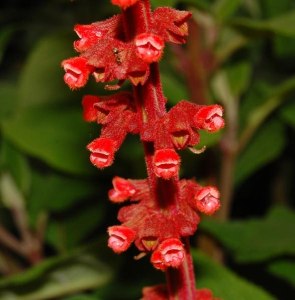 Salvia confertifolia