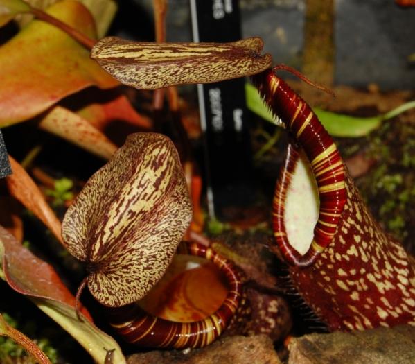 Nepenthes spectabilis