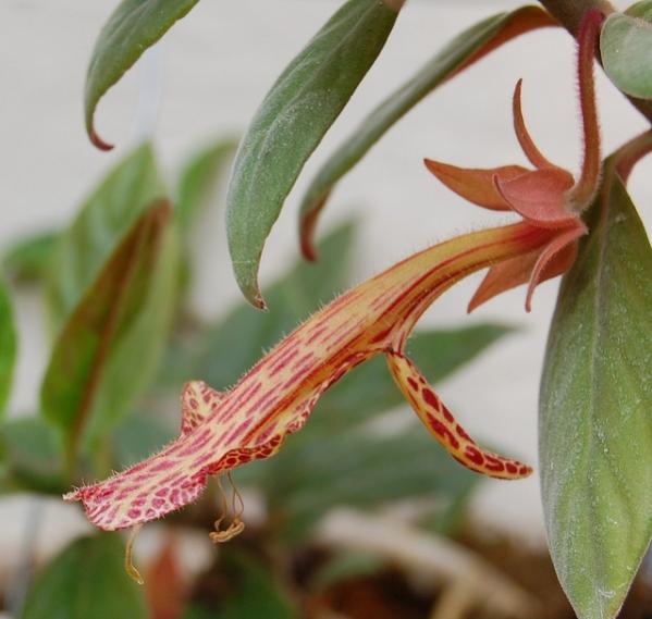 Columnea Schiedeana