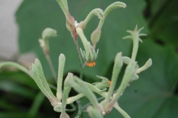 Anigozanthos Flavidus