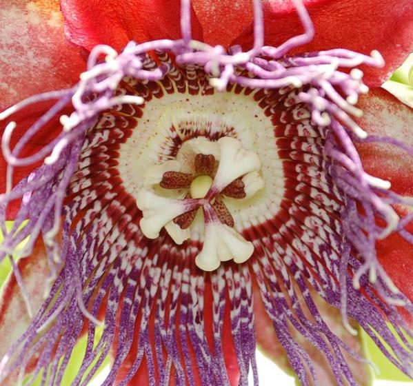 Passiflora Quadrangularis