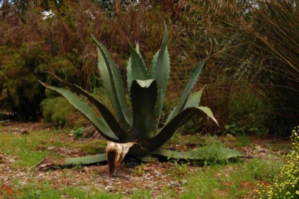 Agave in the Jungle