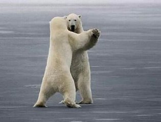 dancing bears