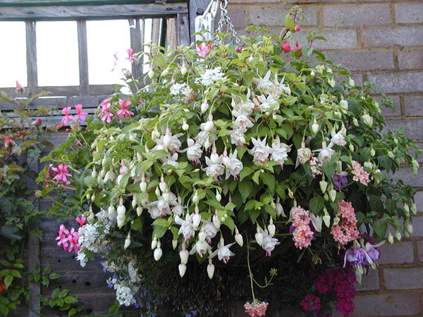 mixed basket with fuchsia annabel