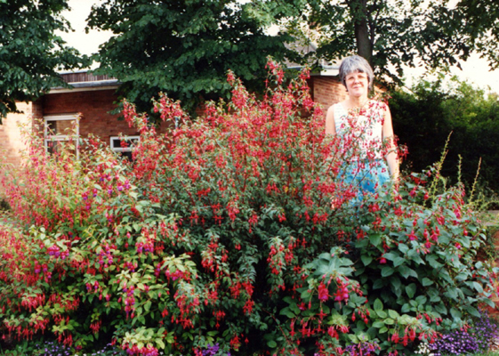 the missus and hardy fuchsia Magellenica riccartonii