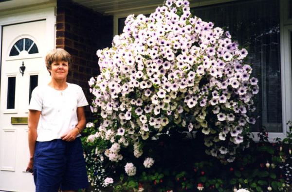 The missus with a huge basket surfinia petunias