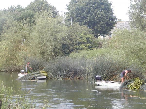 reed cutting on the Great Ouse above Bedford