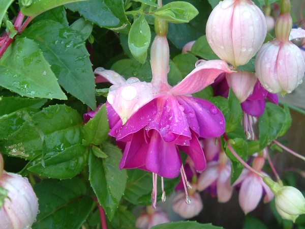 fuschias