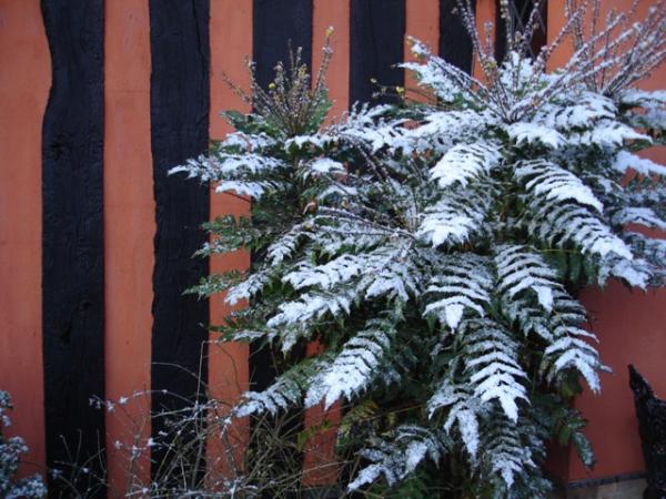 Mahonia in snow