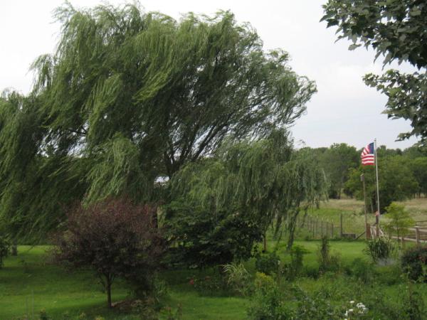 dancing willow