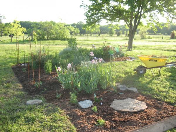 iris bed in the making.