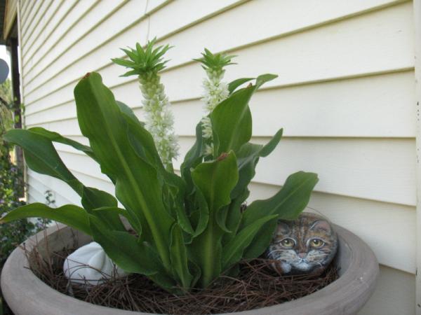 lily, found in back garden.