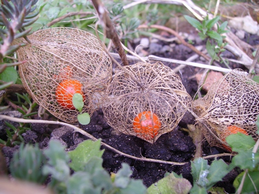 physalis spring small pic