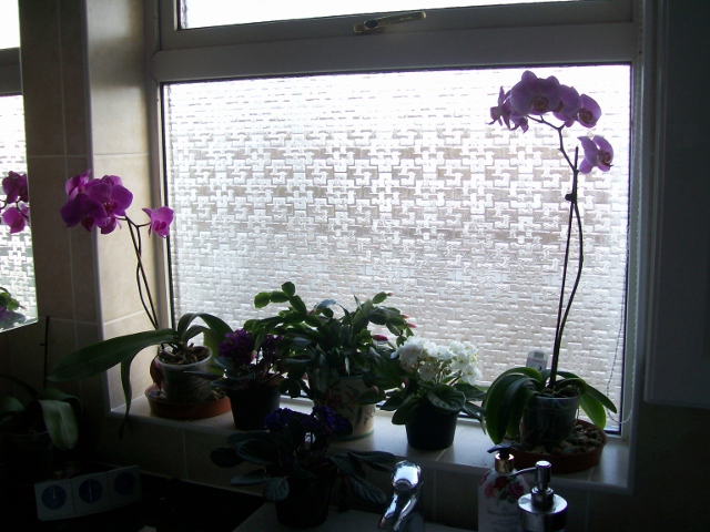 Bathroom window sill where my Orchids live.