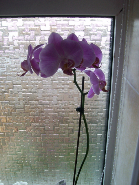 One of my Orchids.