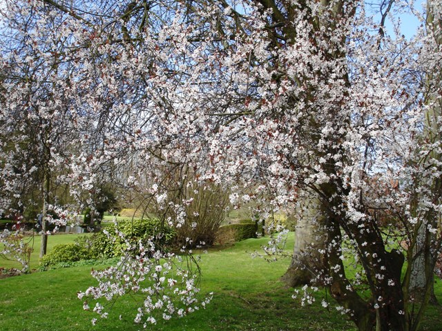 Cherry Blossom