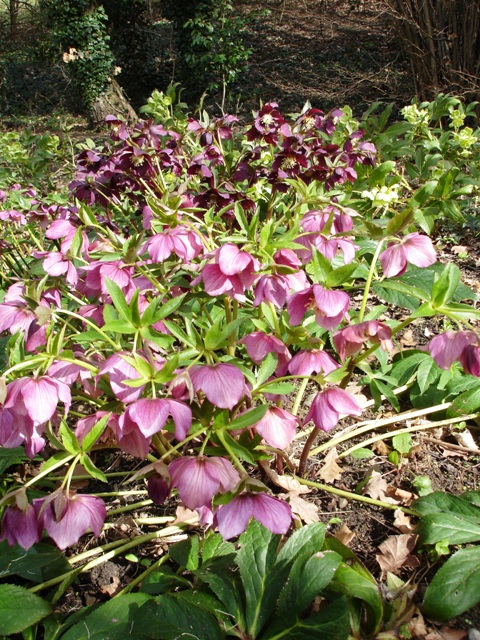 Hellebores