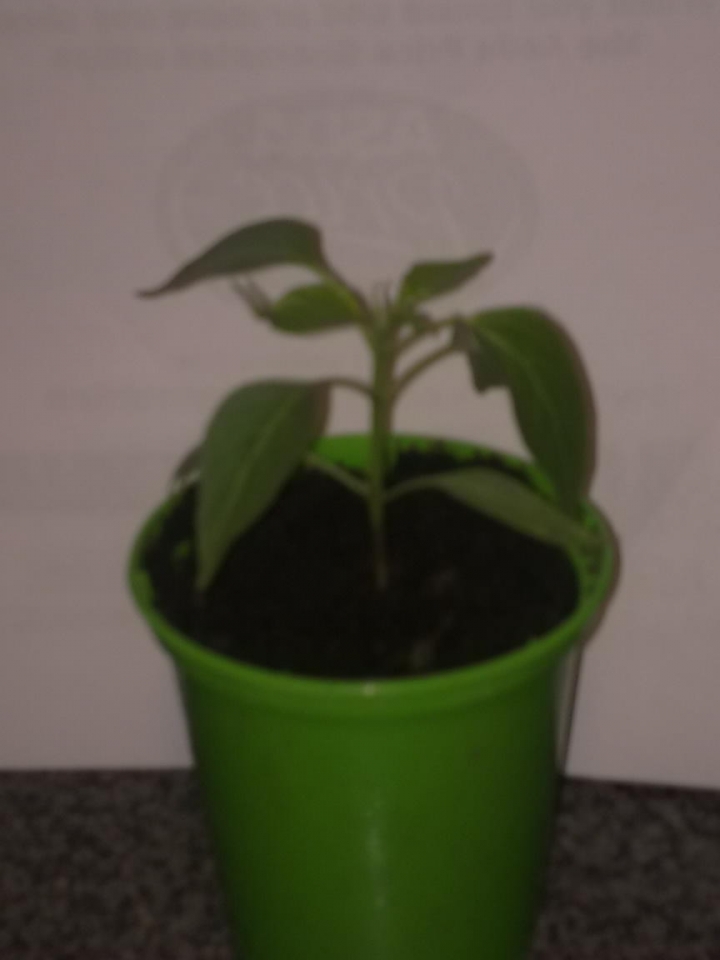 My little Jalapeno again