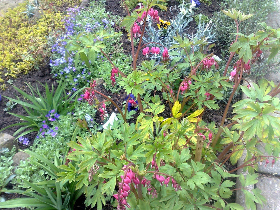 Dicentra spectabilis (Bleeding heart)