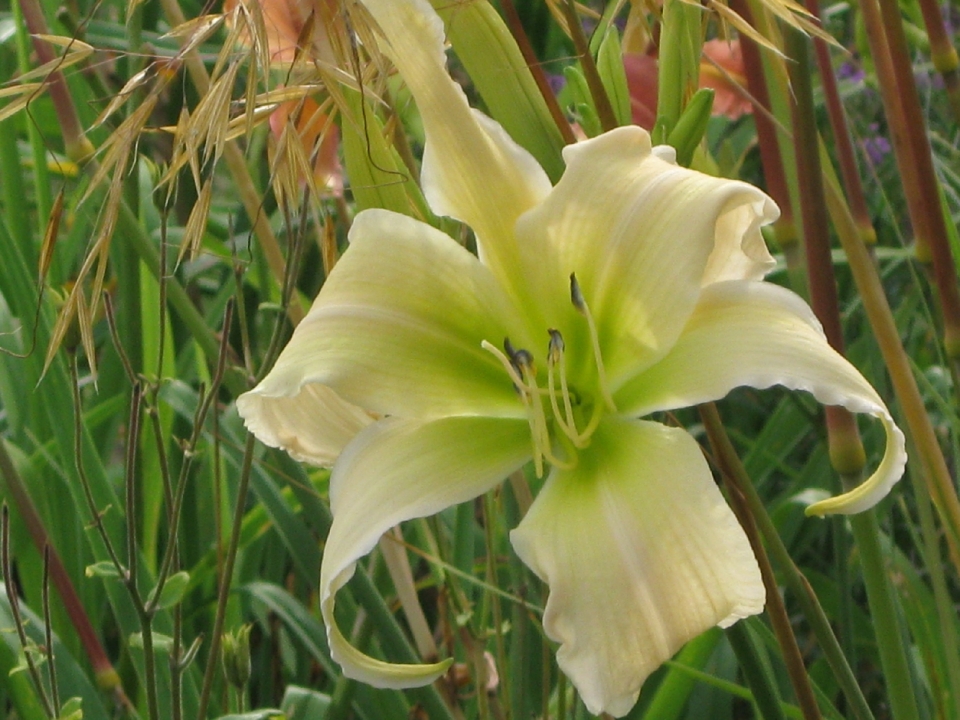 Daylily Anja Beckman