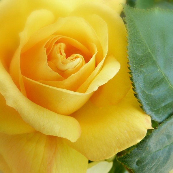 Yellow Rose