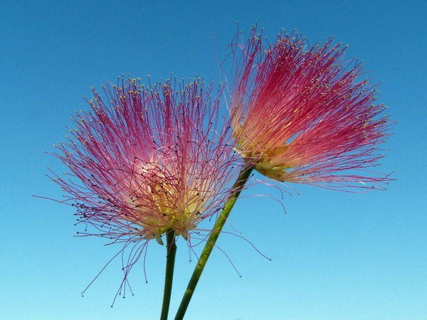 Albizia Flowers