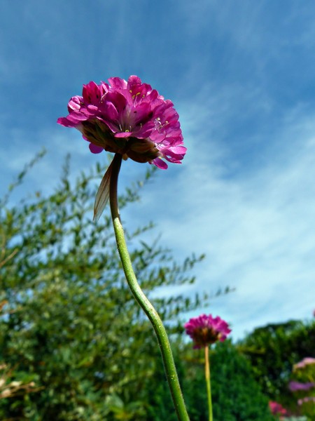 Armeria maritima rouge