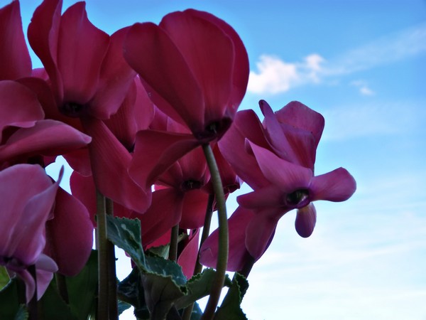 Cyclamen