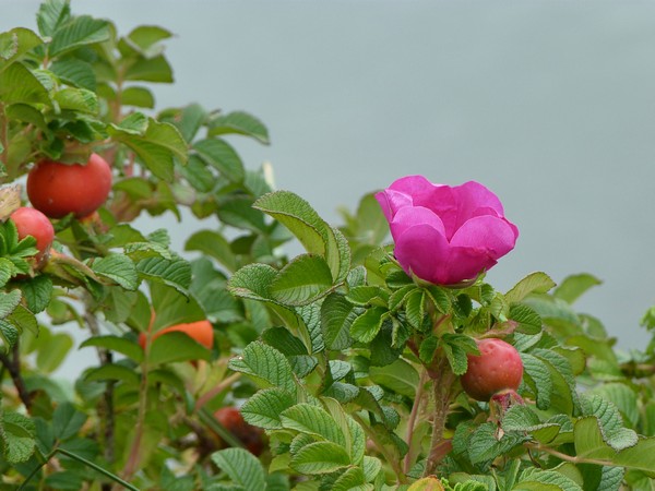 Dog rose