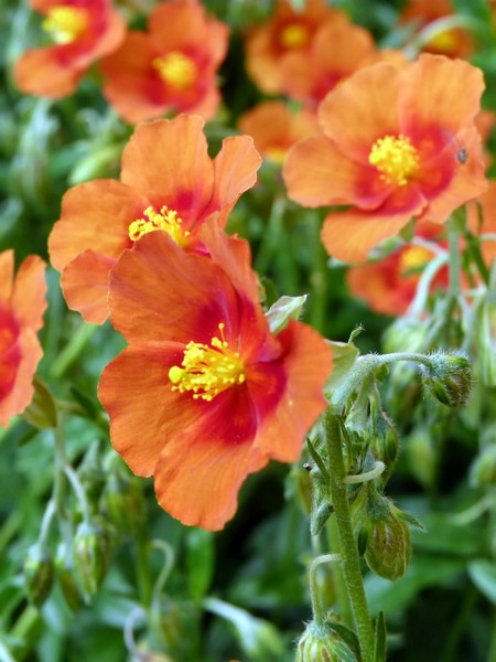 Helianthemum