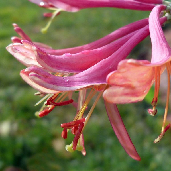 Honeysuckle