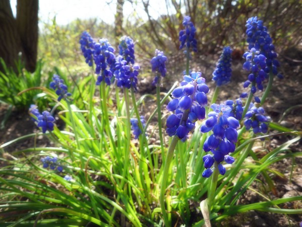 Muscari