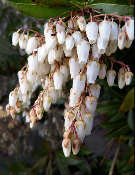 Pieris