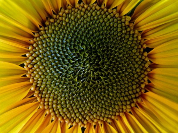 Sunflower macro