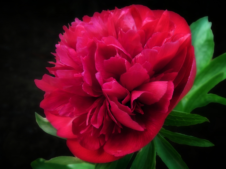 Peony