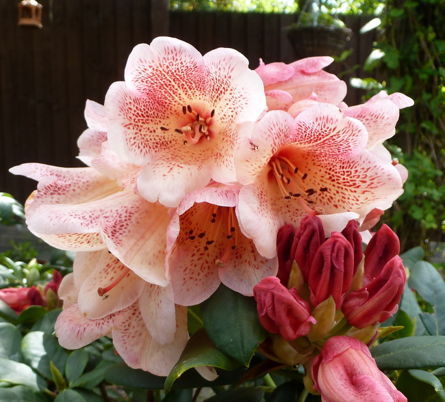 Rhododendron Firelight