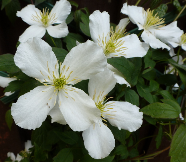 Clematis montana Grandiflora