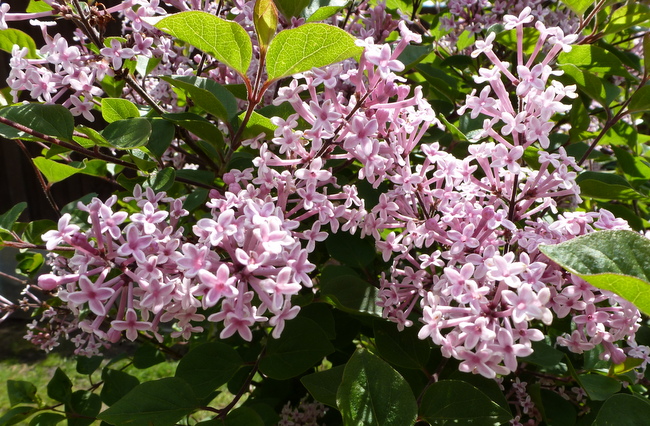 Dwarf Lilac