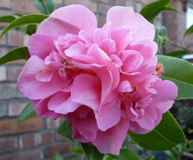 Camellia x williamsii 'Debbie'