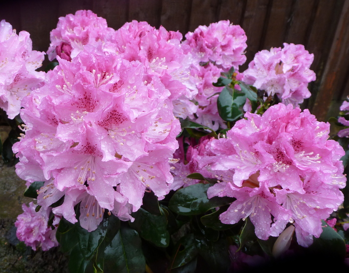 Unnamed pink Rhododendron