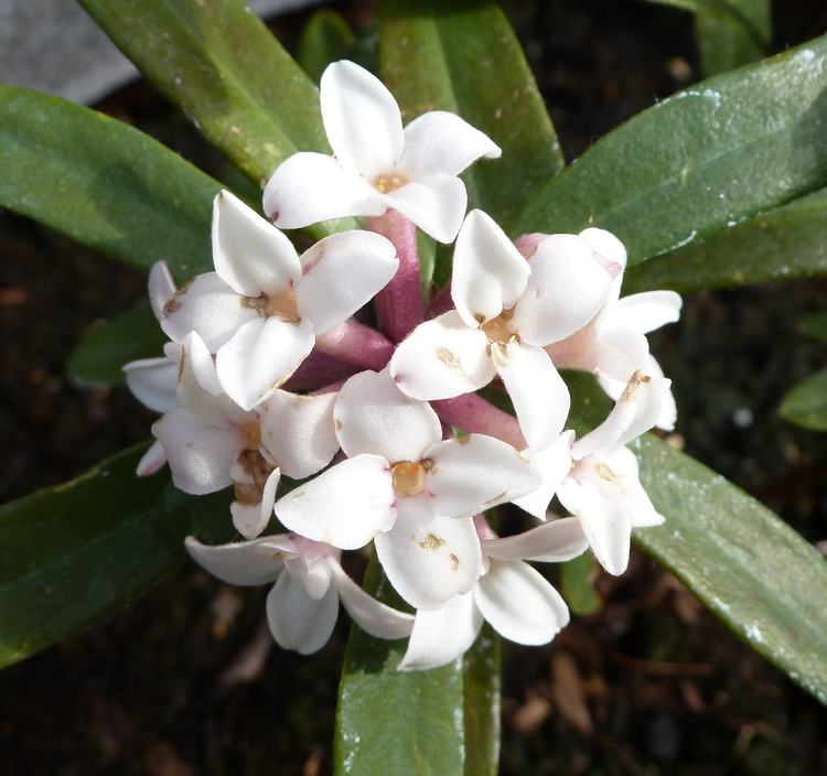 Daphne x transatlantica 'Eternal Fragrance'